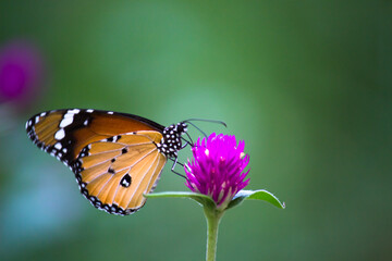 Fototapeta premium Danaus chrysippus, also known as the plain tiger, African queen, or African monarch, is a medium-sized butterfly widespread in Asia, Australia and Africa. It belongs to the Danainae subfamily of the 