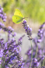 Summer scenery of a brimstone butterfly sitting on lavender