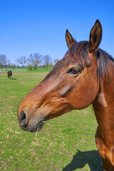 Confident horse in the pasture, close-up.