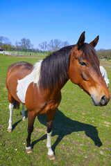 Naklejka na ściany i meble Confident horse in the pasture, close-up.