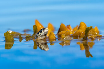 Portrait of a snake.