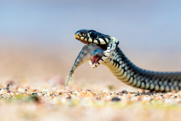 Portrait of a snake.