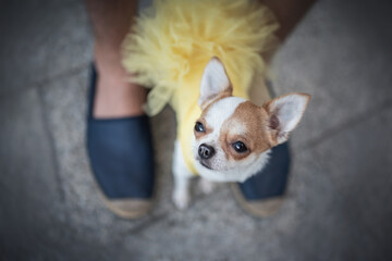 A small funny Chihuahua in a yellow dress sitting at the feet of a man in blue shoes