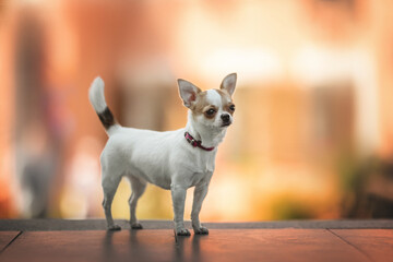 A cute little Chihuahua in a pink collar standing on the stairs at the background of a building in the old town