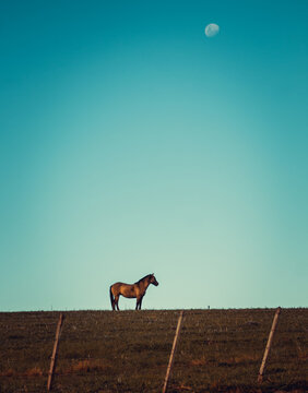 Imagens Ga&uacute;chas