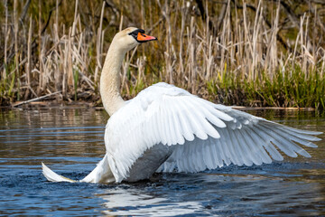 The swan swims on the lake.