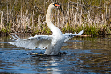 The swan swims on the lake.