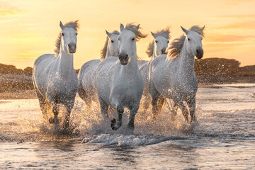 White horses in Camargue, France. - 446519712