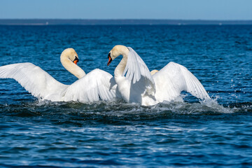 Fight of white swans
