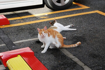 Obraz premium 野良猫