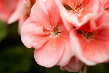 Macroscopic detail photograph of a flower