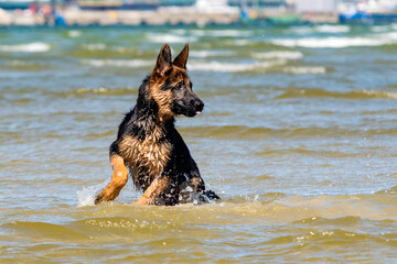 German shepherd puppy
