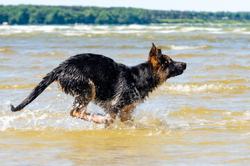 German shepherd puppy