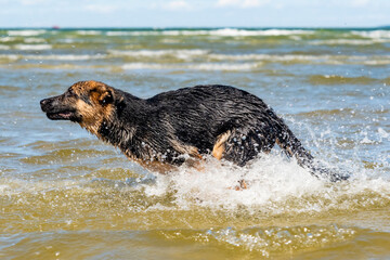 German shepherd puppy