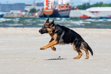 German shepherd puppy