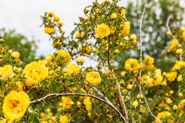 Yellow roses in Palouse Falls State Park.