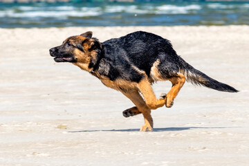 German shepherd puppy