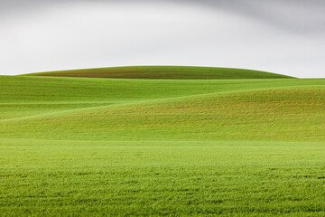 Obraz premium Wheat fields in the rolling Palouse hills of Washington.