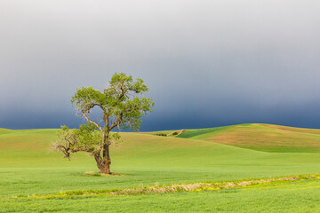 Cottonwood tree in wheat field under storm clouds in the Palouse hills.
