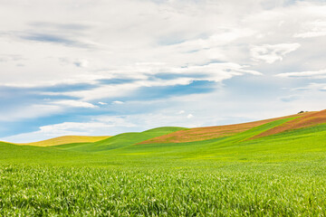 Wheat fields in the Palouse hills.