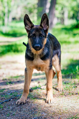 German shepherd puppy