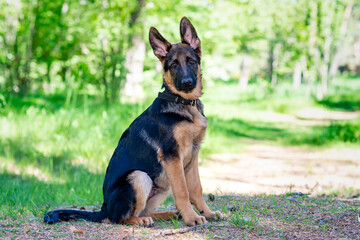 German shepherd puppy