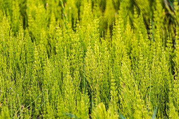 Horsetail plants (equisetum) in the Palouse hills.