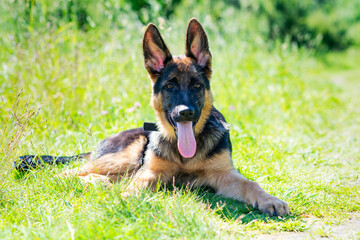 German shepherd puppy