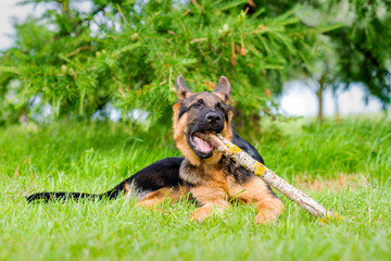 German shepherd puppy