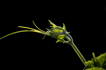 Young leaves of Melon Seedlings