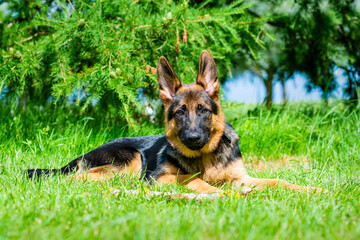 German shepherd puppy