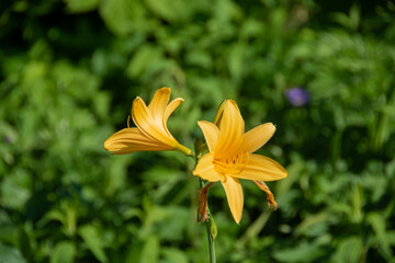 初夏の野に咲く黄色い花
