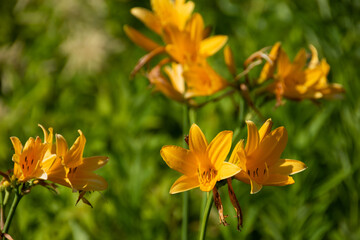 初夏の野に咲く黄色い花

