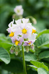 満開のジャガイモの花
