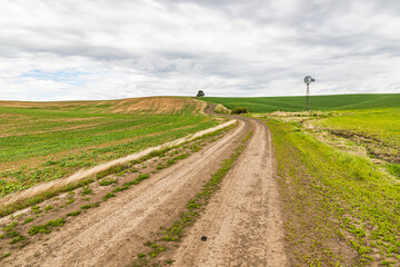Fototapeta na wymiar Dirt road through wheat fields in the Palouse hills.