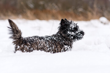 Dog in the snow