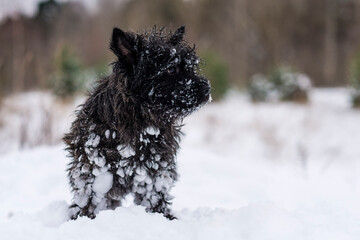 Dog in the snow