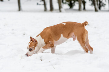 Fototapeta na wymiar Dog in the snow