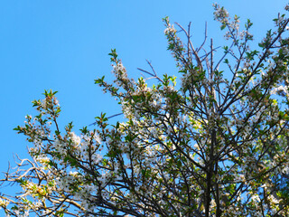 Spring Time