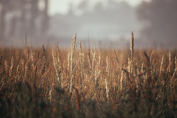 Fototapeta premium field of wheat