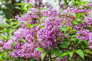 Blooming lilac bush in the Palouse hills.