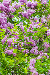 Blooming lilac bush in the Palouse hills.