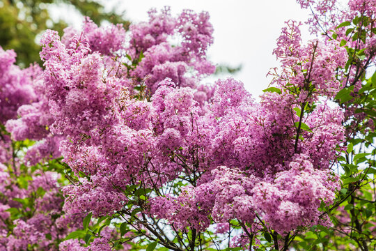 Blooming lilac bush in the Palouse hills.