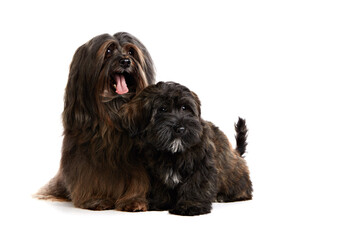 Havana bichon on a white background