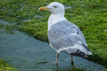 Obraz premium seagull on the shore