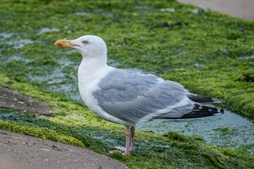 seagull on the shore