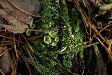 Natural decorative frame of green moss, mushrooms, leaves of a fern.