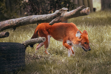 Fototapeta premium red fox in the grass