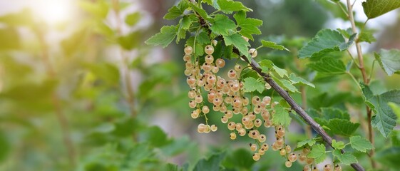 Branch of white currant on a background of green leaves with copy space. Concept organic gardening.