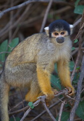 Closeup portrait of Golden Squirrel Monkey (Saimiri sciureus) sitting on branch looking at camera, Bolivia.